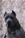 ipo3 FURFANTE RIPRODUTTORE SELEZIONATO ENCI - Triola Cane Corso